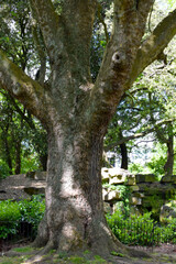 Fototapeta premium Chinese Elm Trunk