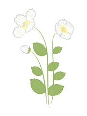 Three jasmine flowers, illustration