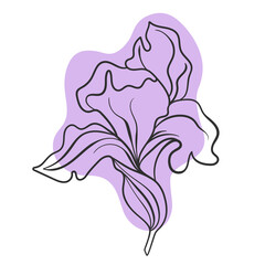 Vector line black illustration graphics flower iris with colors stains.