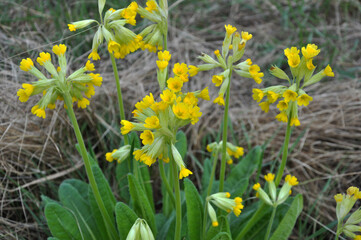 Obraz premium In spring, primrose (Primula veris) blooms in nature