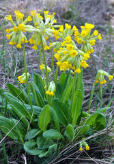 In spring, primrose (Primula veris) blooms in nature