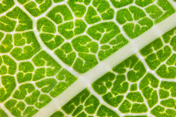 Macro chestnut leaf. Close up view of green leaf and veins. Microscopic world