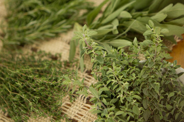 Plantas aromáticas e ervas sobre mesa - tomilho, manjericão, orégano, alecrim e sálvia