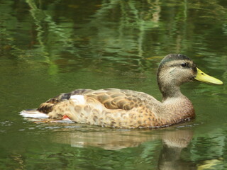 duck on the water