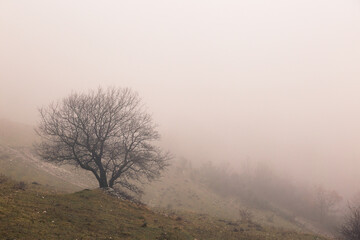 Obraz na płótnie Canvas Skeletal tree in the middle of fog
