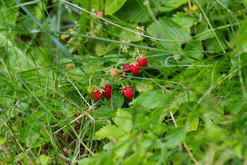 red ripe strawberry in the grass in summer
