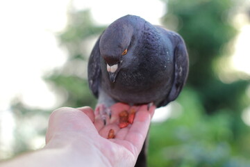Carrier pigeon eats from human hands