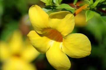 Close-up view of Allamanda Cathartica flowers.