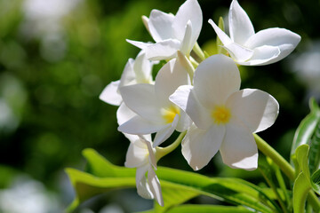 Close-up view of the Plumeria flowers.