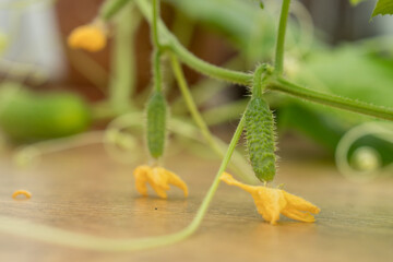 Small growing cucumber in urban home garden.