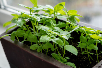 Basil in a flowerpot on the windowsill.