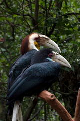 Hornbill hanging on a tree