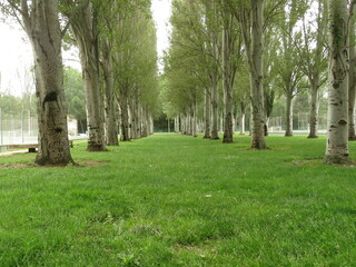 trees in the park