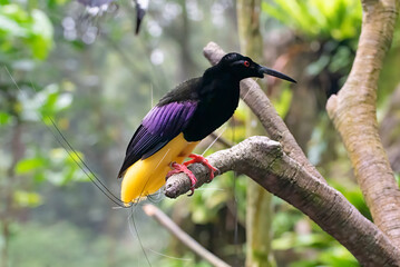 Cendrawasih  mati kawat on a  tree branch