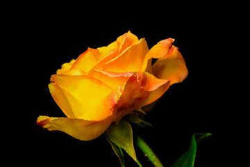 Yellow Tea Rose Profile 02