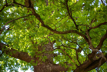 Fototapeta na wymiar Close up image of oak tree leaves in the forest