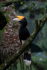 Hornbill hanging on a tree