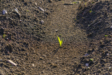 Young green sprout of corn germinating from fertile soil