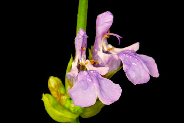 Purple Sage Blossom Duo 01