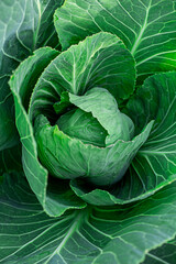 Fototapeta na wymiar young cabbage in the summer garden