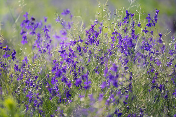Consolida regalis known as forking larkspur, rocket-larkspur and field larkspur. Purple small flowers in the field. It is used in herbal medicine, good honey plant. Place for text.