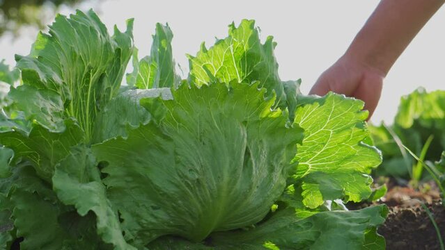 Iceberg lettuce growing in the field in Mexico
