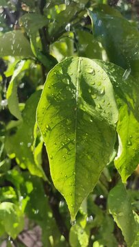 Tree leaves under the rain, close up, vertical video 4k