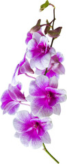 Purple Orchids Flower Isolated