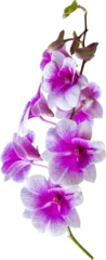 Gordijnen Purple Orchids Flower Isolated © sakdam