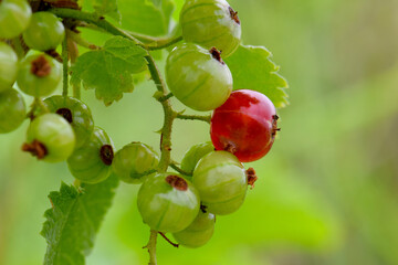 Redcurrant Berries 01