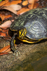 turtle with sharp claws