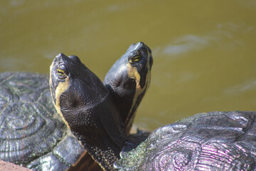 two turtles crossing heads
