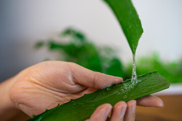 Aloe Vera homemade face and body scrub recipe. Woman's hands peeling aloe vera plant