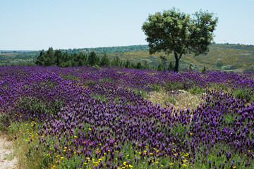 Fototapeta na wymiar Beautiful landscape with lavender in bloom. Sunny day