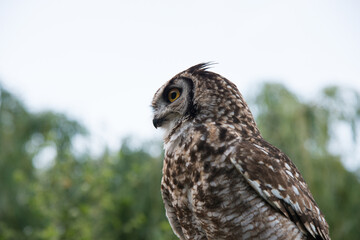 Close up of a cute owl seen from its left side