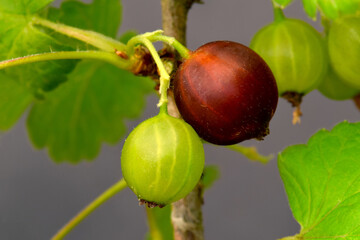 Gooseberry Duo 01