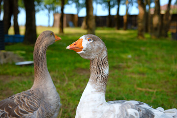 Two gooses outdoor