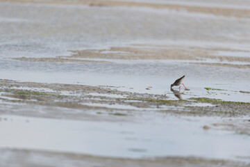 Common Redshank in sea