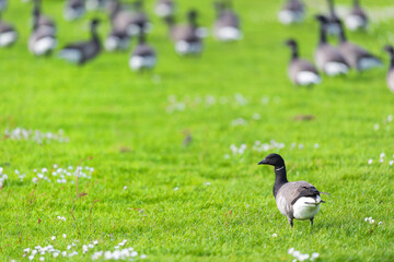 Flock geeese in the grass