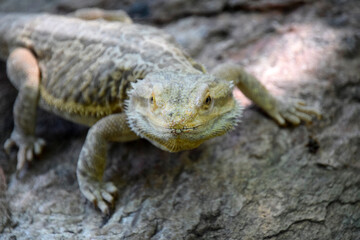 Bearded Dragon in Nature