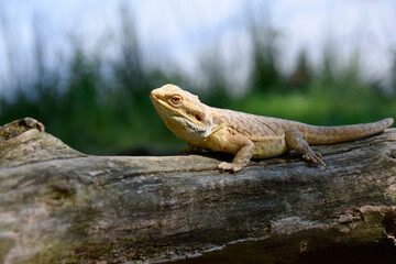 Bearded Dragon in Nature