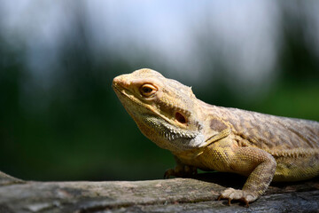 Bearded Dragon in Nature