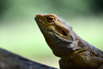 Bearded Dragon in Nature