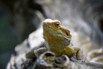 Bearded Dragon in Nature