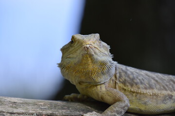 Bearded Dragon in Nature