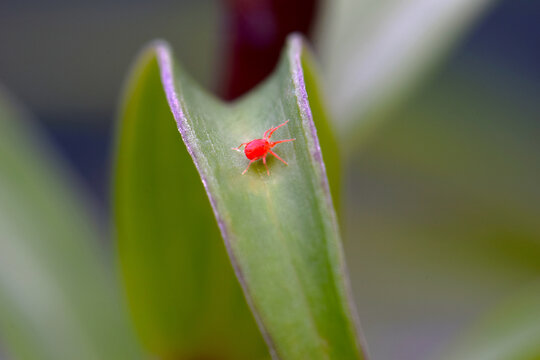 Red Spider Mite 02