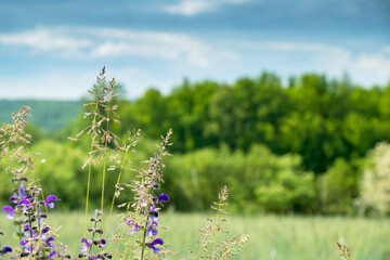 Summer landscape with purple flowers in the foreground