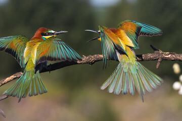 beautiful colored birds open their wings and scream