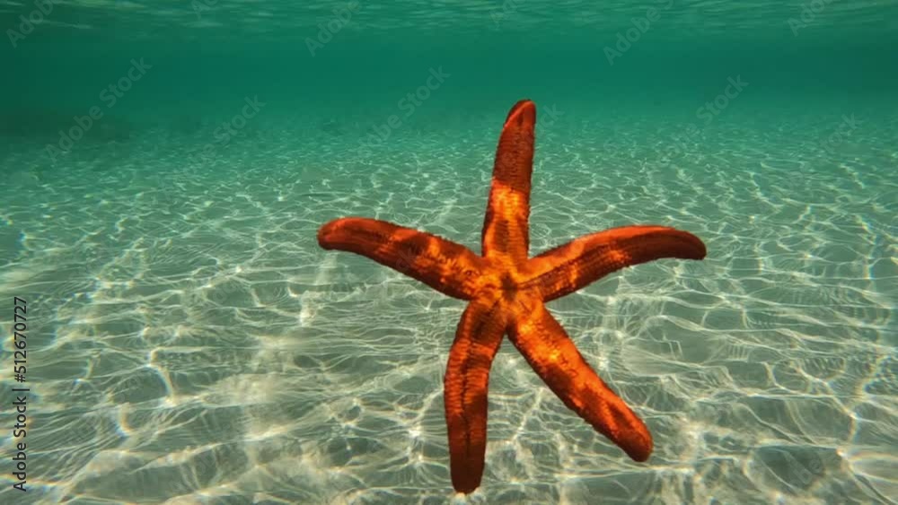 Wall mural Underwater slow motion video of beautiful red starfish falling slowly from surface to sandy sea bed in turquoise exotic paradise beach