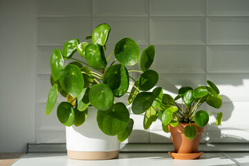 Aesthetic Pilea peperomioides houseplant in flower pots on table at home. Chinese money plant with...